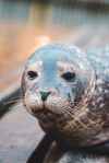 a seal in close up photography